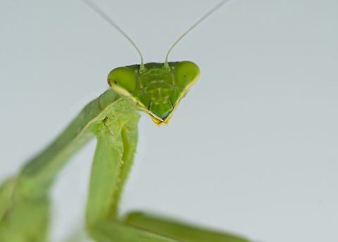 California Praying Mantis A female California Praying Mantis poses for a studio shot. These are great pest control in Southern California gardens.  Geotagged,Stagmomantis californica,Summer,United States,carnivore,garden,insect,insectivore,pest control,predator,stealthy