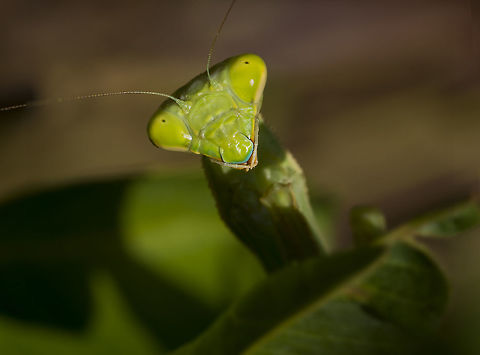 California Praying Mantis A California Praying Mantis peeks over a leaf in the morning sun. Geotagged,Stagmomantis californica,Summer,United States,carnivore,garden,insect,insectivore,pest control,predator,stealthy
