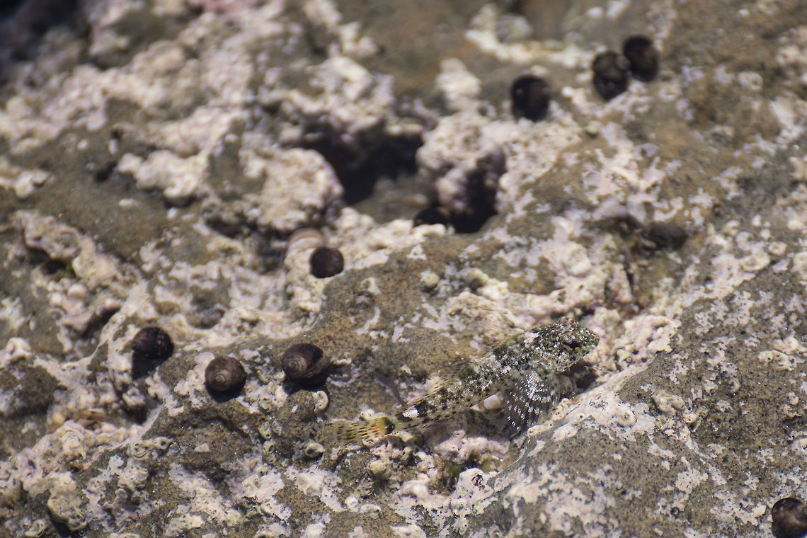 Wooly Sculpin (Clinocottus analis) A master of camouflage, this Wooly Sculpin is almost invisible against its surroundings. They hunt by waiting and lunging. They will eat almost any invertebrate they can fit in their mouths. They grow up to 5 inches (12 cm). Sculpin can survive in extreme conditions found in the intertidal zone, rapid temperature fluctuations, rapid changes in salinity as pools evaporate. Some of these types of fish can, if trapped in a drying pool at low tide, breathe air for a time that allows them to get to another pool. It&#039;s estimated that half the fish in Southern California tide pools are Wooly Sculpins. Clinocottus analis,Fall,Geotagged,Pacific Ocean,United States,Wooly Sculpin,camouflage,clinocottus analis,fish,predator,tide pool,wooly sculpin
