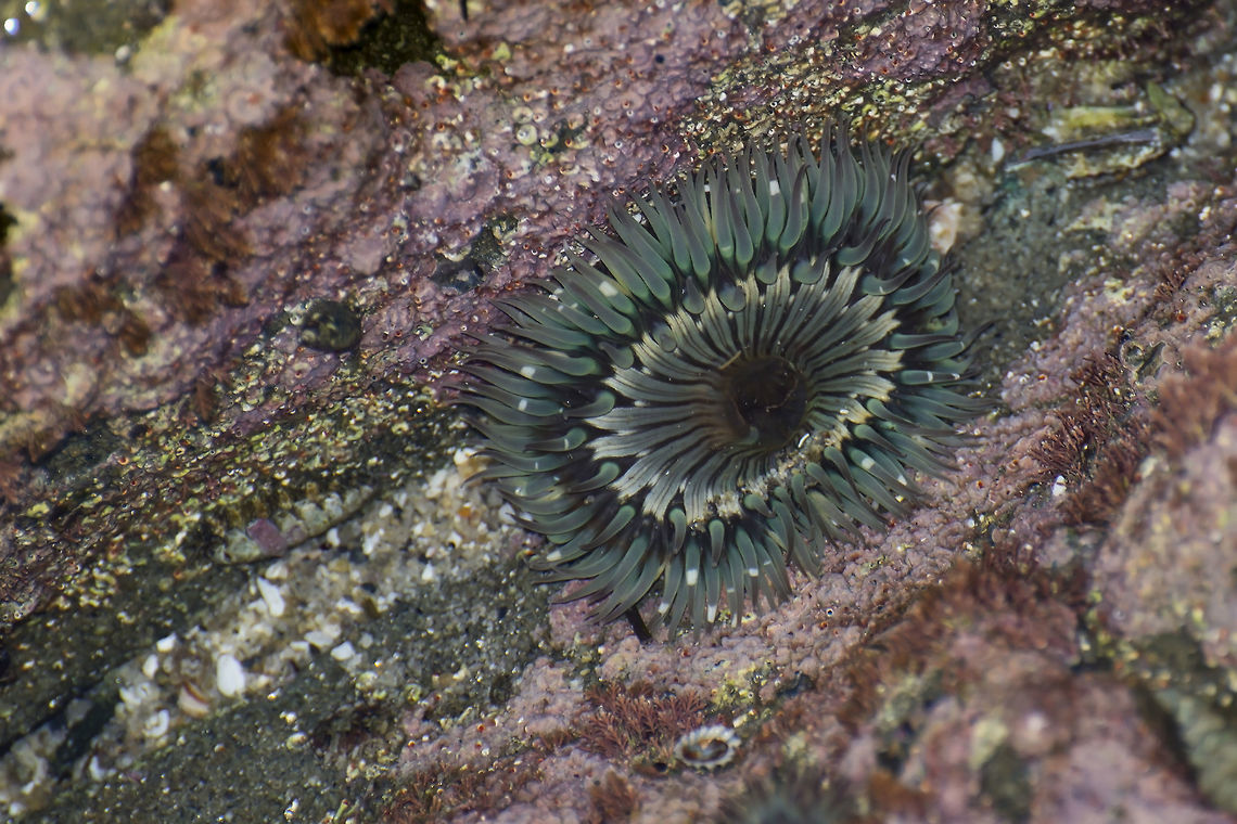 Sea Anemone This is a Solitary Sea Anemone (Anthopleura sola). They are common to tide pools along the Pacific coast of the United States. This one is about 10 cm. (4 inches) in diameter. They can reach diameters of up to 25 cm. (just under 10 inches). Anthopleura sola,Fall,Geotagged,Pacific coast,United States,harmless,intertidal zone,invertebrate,stinging,tide pools