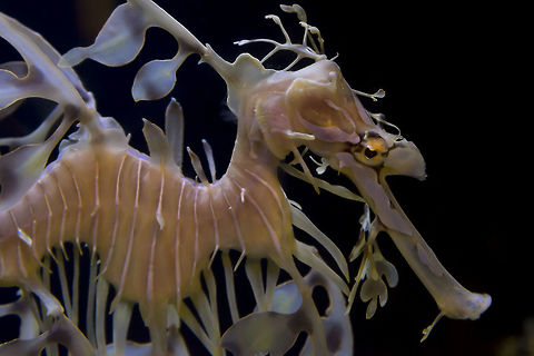 Leafy Sea dragon A Leafy Sea dragon has perfect camouflage for its home in the the kelp beds of Southern and Eastern Australia. This photo was taken at the Stephen Birch Aquarium in San Diego, California, USA. Fall,Geotagged,Leafy seadragon,Phycodurus eques,United States,bony fish,camouflage,kelp,vertebrate