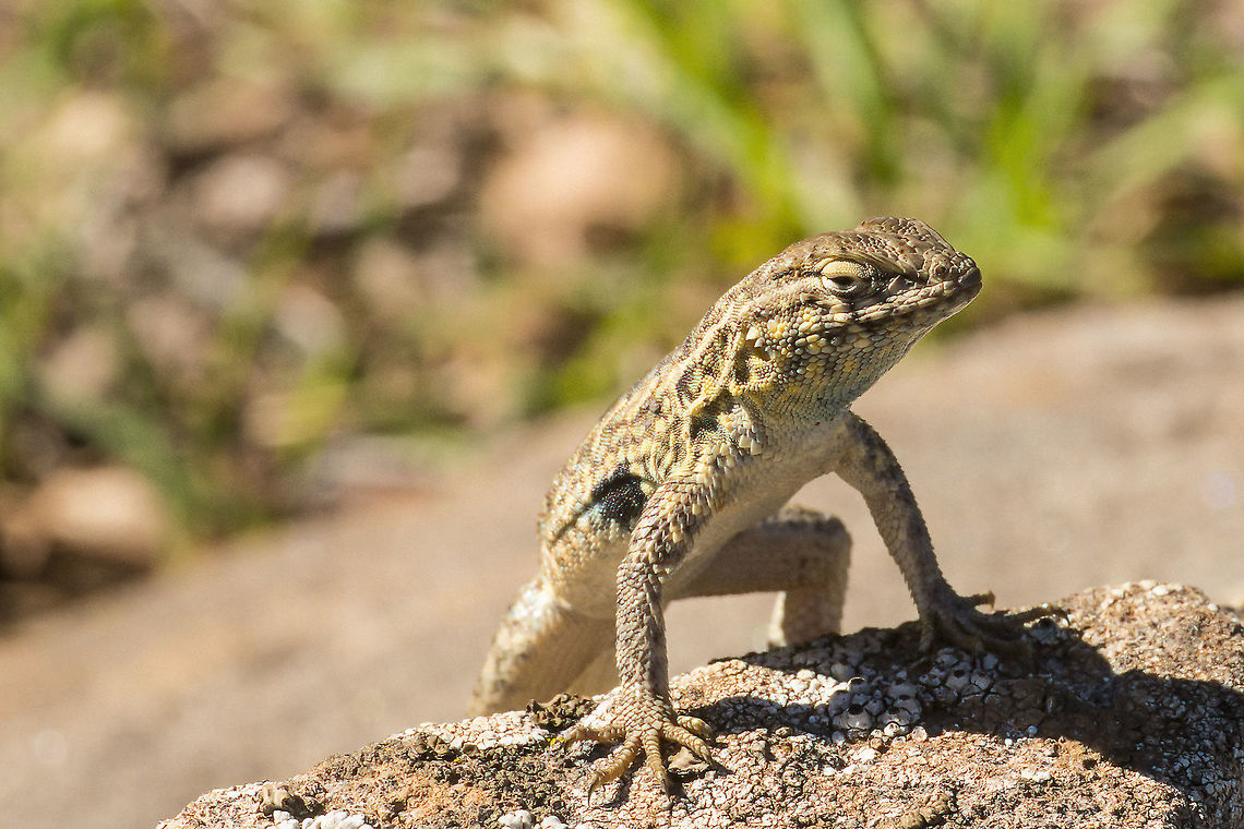 Side-blotched Lizard A Common Side-blotched Lizard basks on a rock at Santa Rosa Nature Preserve. California,Common side-blotched lizard,Geotagged,United States,Uta stansburiana,Winter,animal,lizard,reptile,scaly