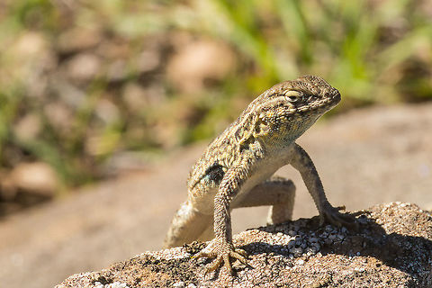 Side-blotched Lizard A Common Side-blotched Lizard basks on a rock at Santa Rosa Nature Preserve. California,Common side-blotched lizard,Geotagged,United States,Uta stansburiana,Winter,animal,lizard,reptile,scaly