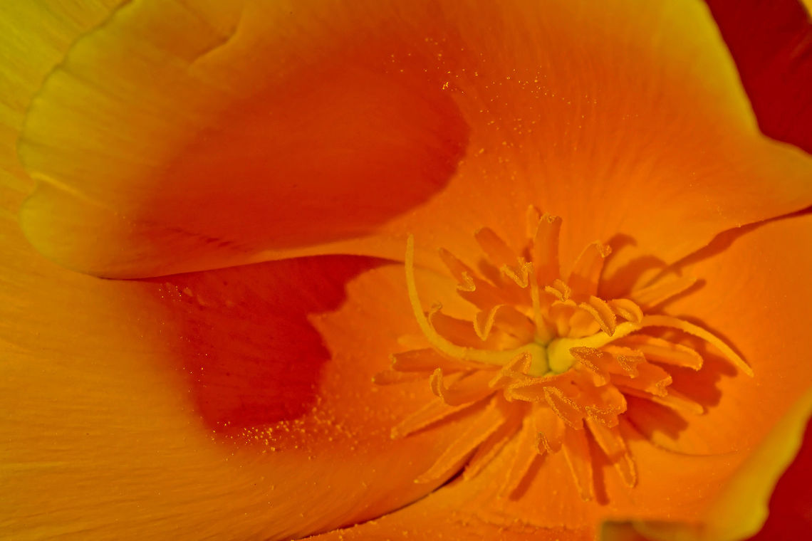 Golden Poppy A macro image of a Golden or California Poppy (the state flower of California) that captures it&#039;s reproductive structures. California,California Poppy,Eschscholzia californica,Geotagged,Golden Poppy,Springtime,United States,Winter,orange,state flower,wildflower,yellow