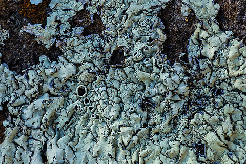 Blue Green Shield Lichen  Geotagged,United States,Winter,Xanthoparmelia lavicola,blue-green,xanthoparmelia lavicola