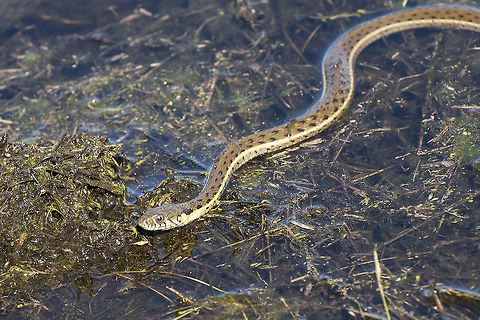 Garter Snake A Garter Snake slides through a vernal pool in search of prey at Santo Rosa Nature Preserve. Common Garter Snake,Geotagged,Thamnophis sirtalis,United States,Winter,garter snake,predator,rains,reptile,snake,springtime,vernal pool