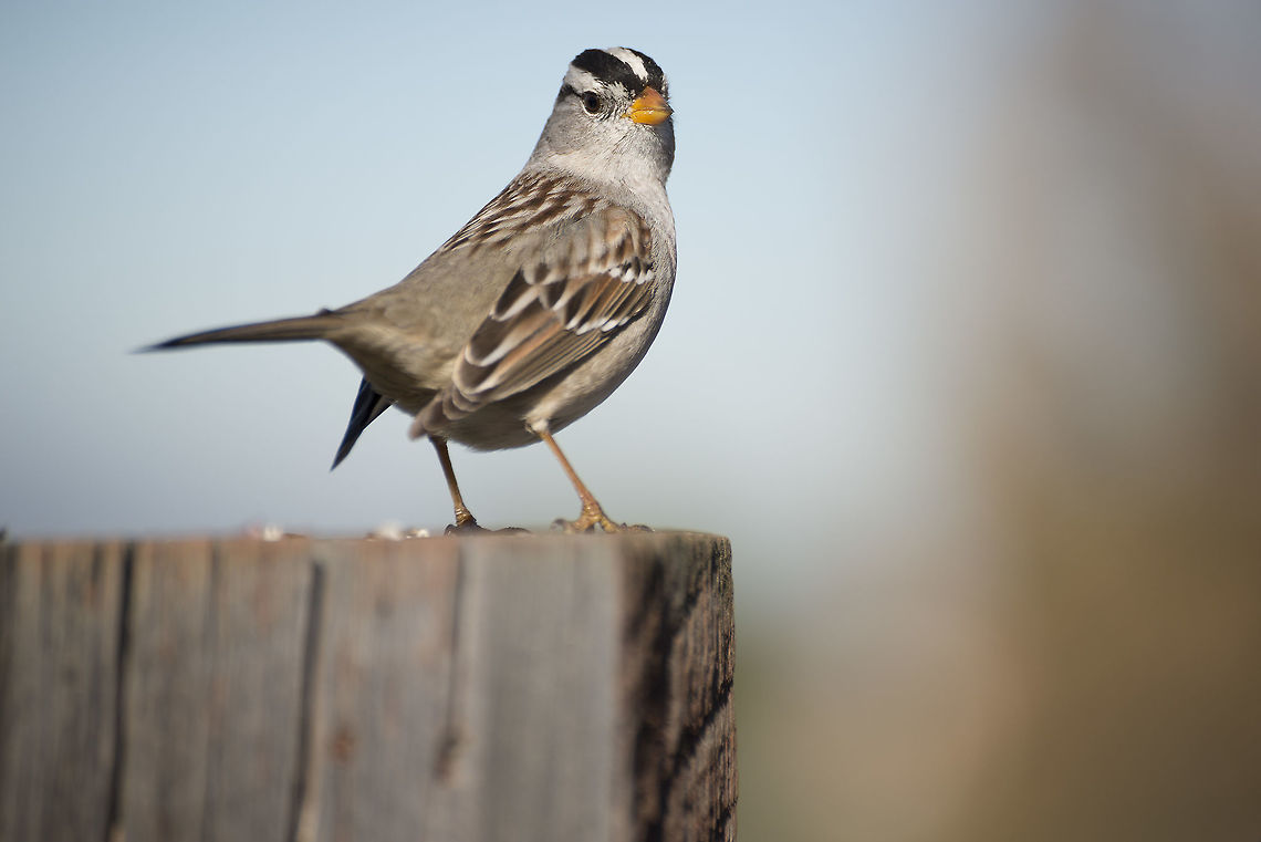 White-crowned Sparrow A White-crowned Sparrow perches atop a post. Geotagged,United States,White-crowned Sparrow,Winter,Zonotrichia leucophrys