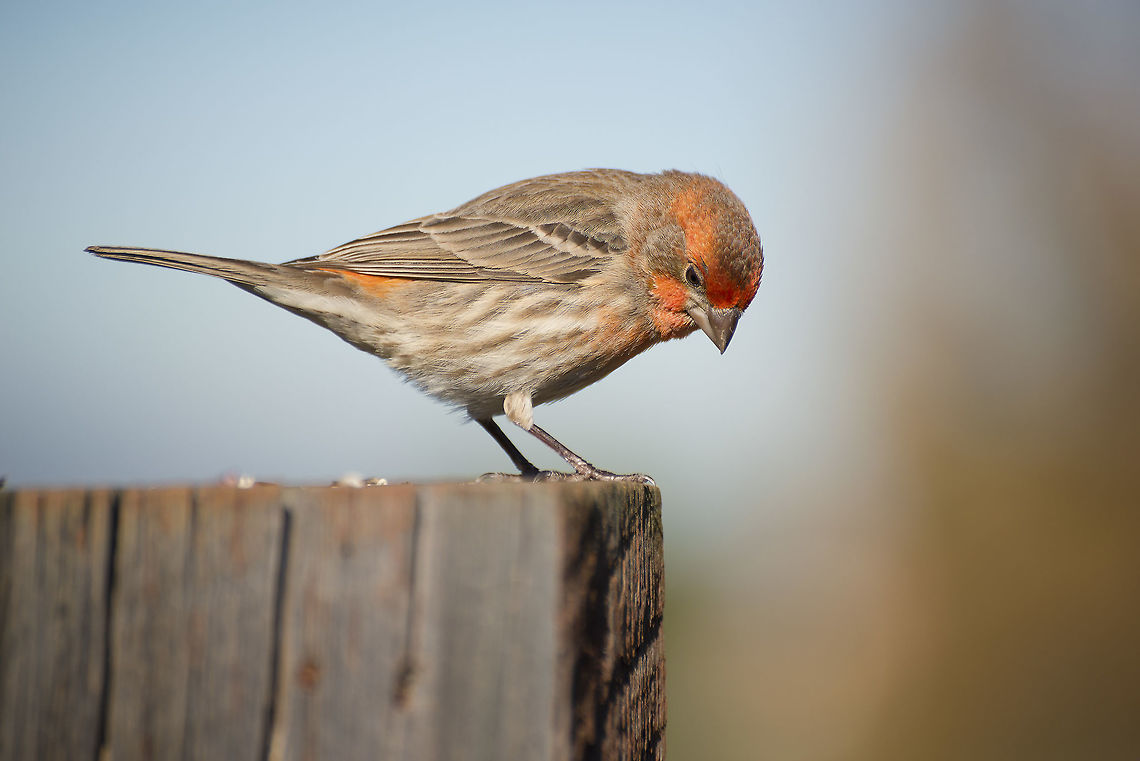 Male Red House Finch A male Red House Finch perches on a favored fencepost. Carpodacus mexicanus,Geotagged,House Finch,United States,Winter