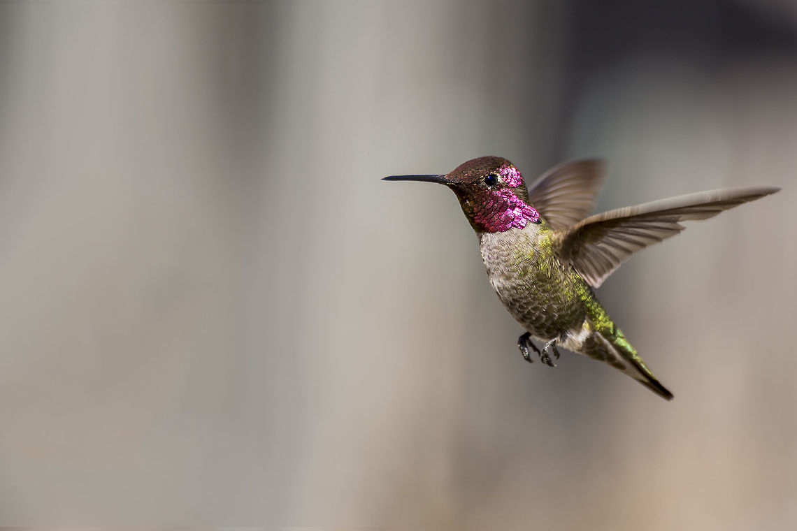 Anna's Hummingbird A male Anna&#039;s Hummingbird hovers in the morning sun Annas hummingbird,Calypte anna,Geotagged,United States,Winter