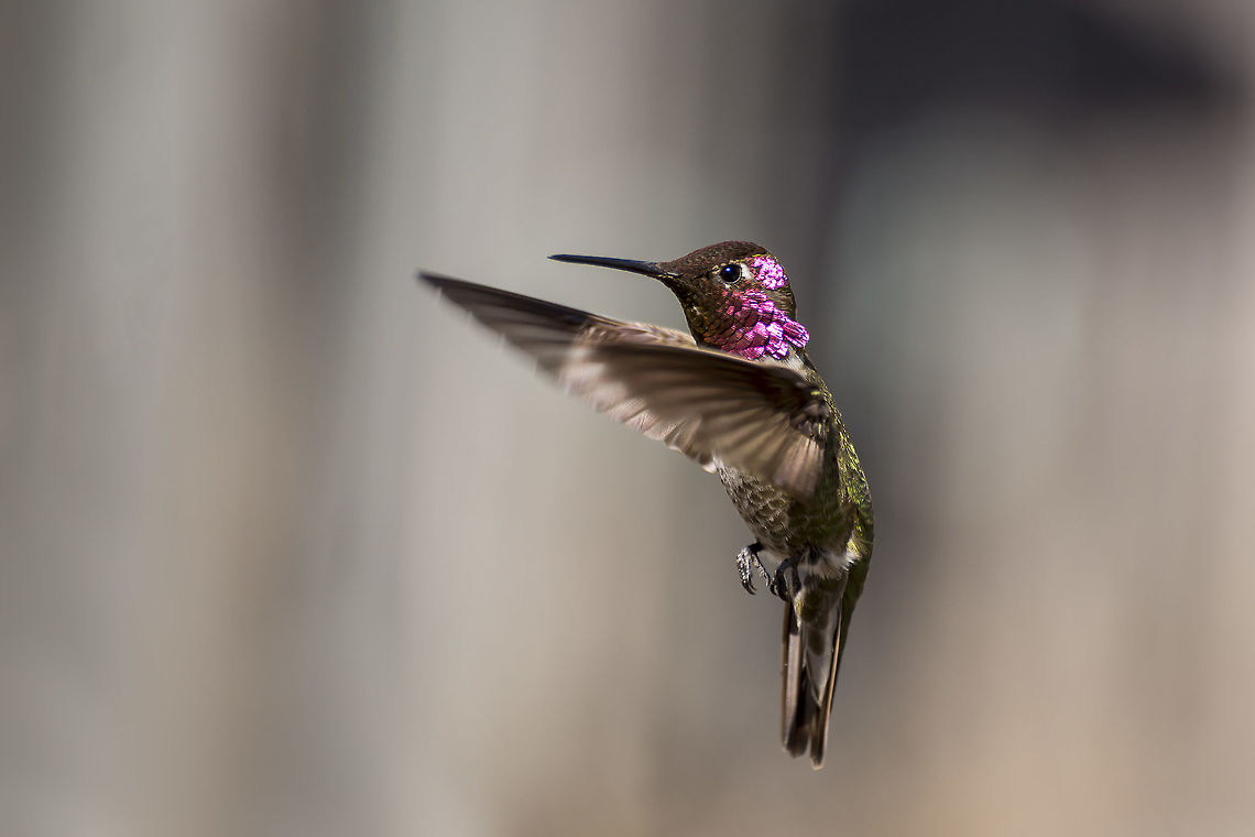 Anna's Hummingbird A male Anna's Hummingbird is caught in a hover in the morning. Annas hummingbird,Calypte anna,Geotagged,United States,Winter