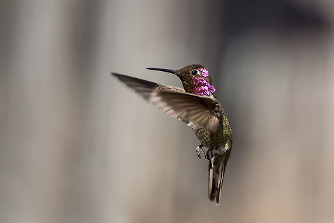 Anna's Hummingbird A male Anna's Hummingbird is caught in a hover in the morning. Annas hummingbird,Calypte anna,Geotagged,United States,Winter