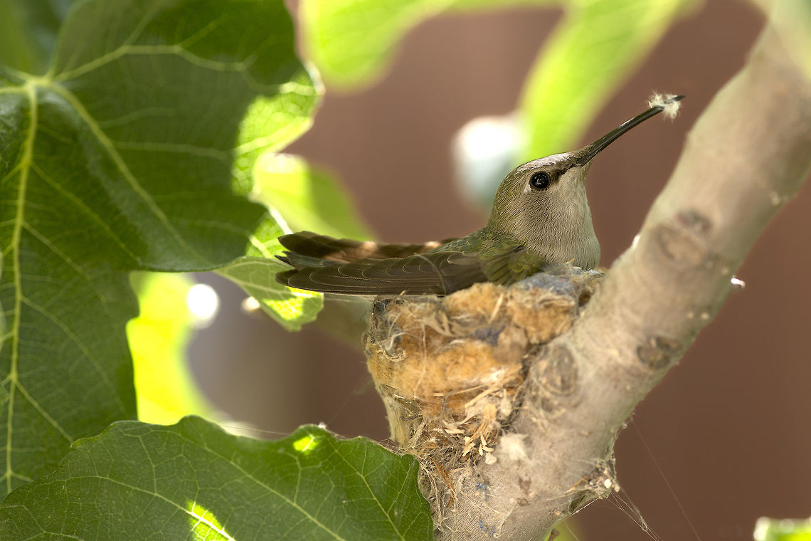 Hummingbird with Nest Fluff A female Anna&#039;s Hummingbird feathers her nest with a bit of collected fluff. Annas hummingbird,Calypte anna,Geotagged,Spring,United States,bird,brooding,eggs,hatching,hummingbird,incubating,mating,nature,nest,nesting,parenting,reproduction