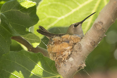 Hummingbird Nest A female Anna's Hummingbird sits on her eggs. Anna's Hummingbird,Calypte anna,Geotagged,Spring,United States,bird,brooding,eggs,hatching,hummingbird,incubating,mating,nature,nest,nesting,parenting,reproduction