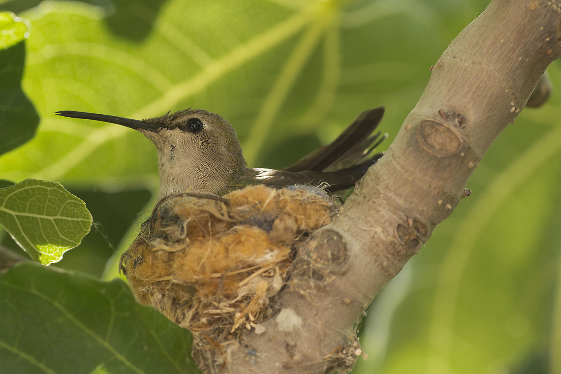 Hummingbird on her Nest A female Anna&#039;s Hummingbird sit&#039;s on her eggs. Anna's Hummingbird,Annas hummingbird,Calypte anna,Geotagged,Spring,United States,bird,brooding,eggs,hatching,hummingbird,incubating,mating,nature,nest,nesting,parenting,reproduction