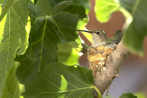 Hummingbird on her Nest A female Anna's Hummingbird sits on her eggs. Anna's Hummingbird,Annas hummingbird,Calypte anna,Geotagged,Spring,United States,bird,brooding,eggs,hatching,hummingbird,incubating,mating,nature,nest,nesting,parenting,reproduction