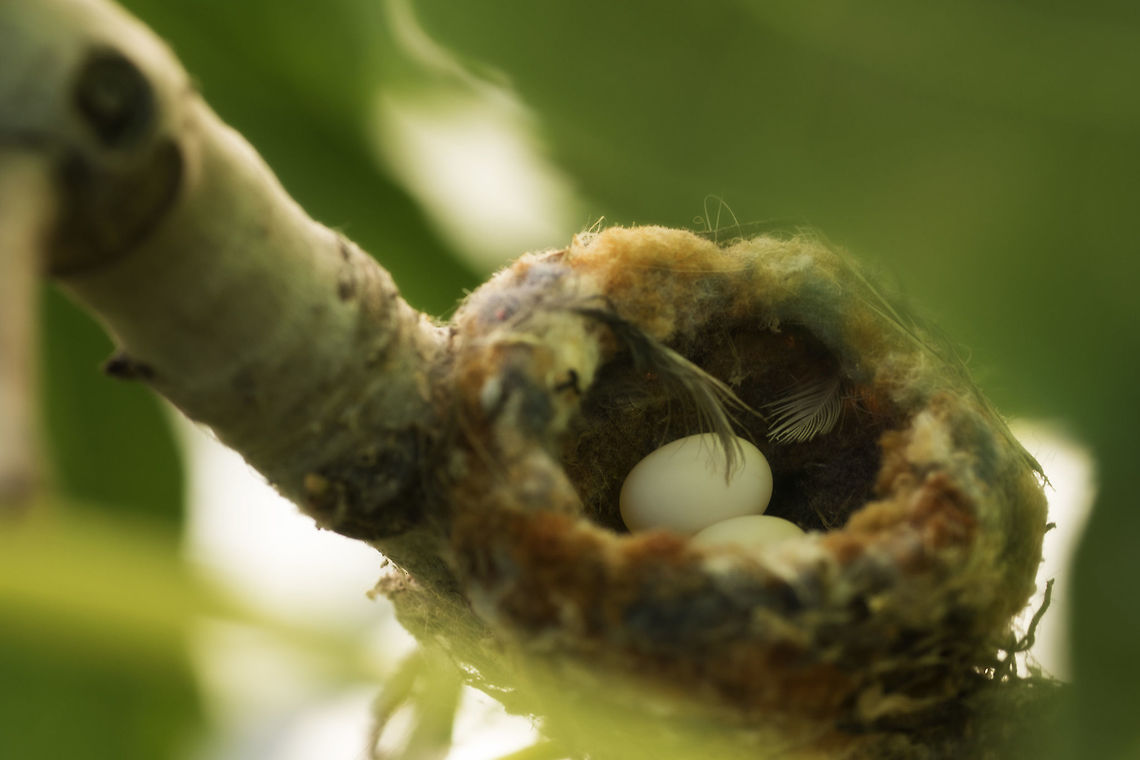 Hummingbird Eggs A pair of eggs await their mother's return Anna's Hummingbird,Calypte anna,Geotagged,Spring,United States,bird,brooding,eggs,hatching,hummingbird,incubating,mating,nature,nest,nesting,parenting,reproduction