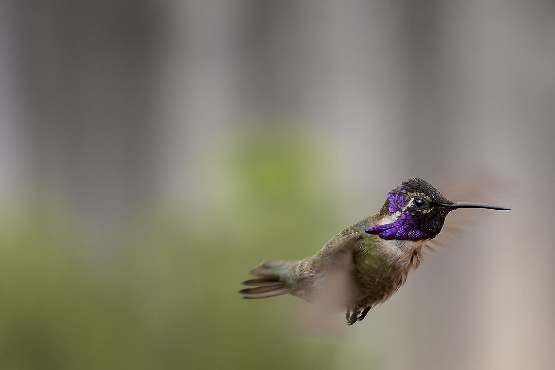 Costa's Hummingbird This male Costas Hummingbird was all ruffled up to warm himself in the early morning sun. Calypte costae,Costas hummingbird,Geotagged,Spring,United States,backyard,feathers,migration,plumage,puffed,purple,ruffled,suburban,wildlife