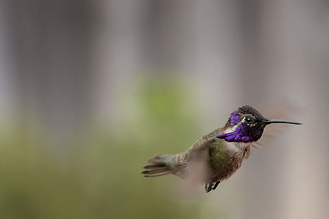 Costa's Hummingbird This male Costas Hummingbird was all ruffled up to warm himself in the early morning sun. Calypte costae,Costas hummingbird,Geotagged,Spring,United States,backyard,feathers,migration,plumage,puffed,purple,ruffled,suburban,wildlife