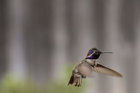 Costa's Hummingbird A very ruffled Costa's Hummingbird warms himself in the morning sun. Calypte costae,Costas hummingbird,Geotagged,Spring,United States,backyard,migration,plumage,puffed,purple,ruffled,suburban,wildlife