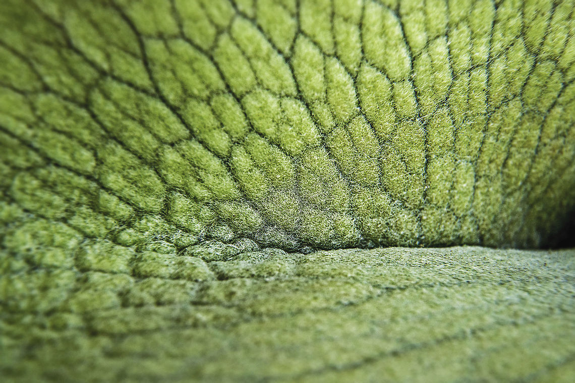 Staghorn Fern A macro image of a Staghorn Fern&#039;s shield frond reveals tiny hairlike structures. Geotagged,Platycerium bifurcatum,Spring,Staghorn fern,United States,backyard,closeup,garden,greenhouse,macro,shield frond