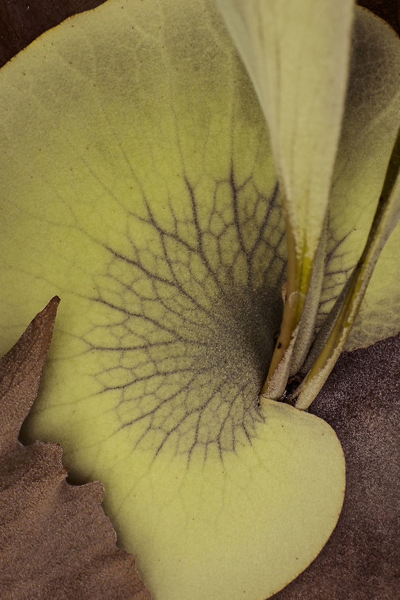 Shield Frond The shield frond of a Staghorn Fern shows some vascular features. Geotagged,Platycerium bifurcatum,Spring,Staghorn fern,United States,backyard,closeup,garden,greenhouse,macro,shield frond