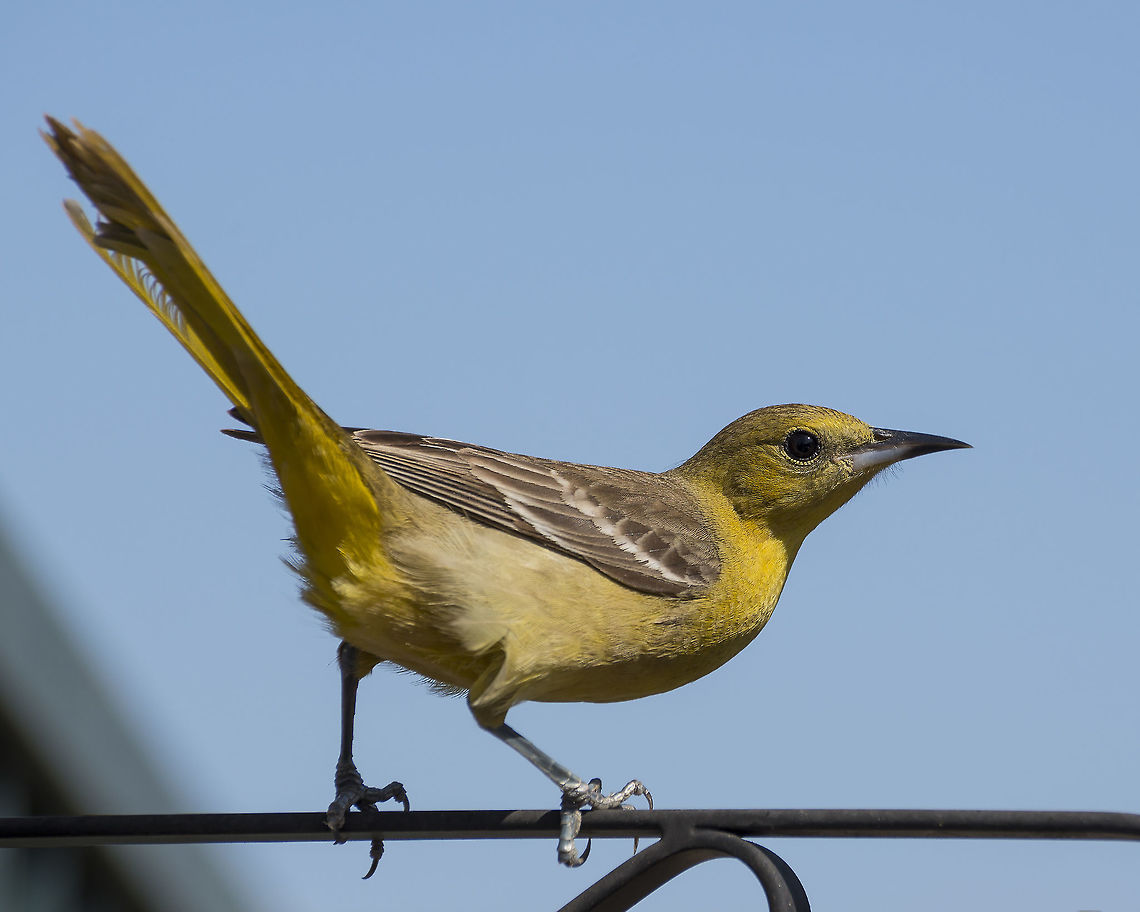 Female Bullock's Oriole A female Bullock's oriole waits for a chance to raid the nearby hummingbird feeder. Bullock's oriole,Geotagged,Icterus bullockii,Spring,United States,adaptation,backyard,female,gray,nectar,suburban,wildlife,yellow