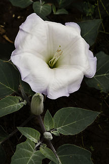 Jimson Weed Jimson Weed is a member of the potato family. It is used by Native Americans as part of religious ceremonies to commune with the deities. It has strong hallucinogenic properties and can be fatal in dosages only slightly greater than the recommended amount or if it is not prepared correctly, so don't even think about trying this at home. Angel's Trumpet,California,Datura wrightii,Devil's Snare,Devil's Trumpet,Geotagged,Sacred datura,Spring,United States,hallucinogenic,poisonous