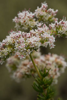 Wild Buckwheat Wild Buckwheat is a medicinal plant used by native Americans to treat diarrhea, headache, sore throat and wounds. It's also an attractor of butterflies and bees as a reliable source of nectar even in drought. California,Eriogonum fasciculatum,Geotagged,Spring,United States,erigonum fasciculatum,medicinal,wild buckwheat