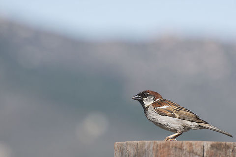 House Sparrow A male House Sparrow perches on a fence post. California,Geotagged,House sparrow,Passer domesticus,Summer,United States,male