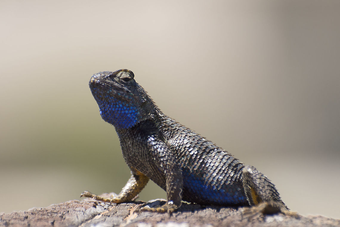 Western Fence Lizard A male Western Fence Lizard basks atop a fence post...of course. Geotagged,Sceloporus occidentalis,Summer,United States,Western fence lizard (blue-belly),male,suburban,wildlife