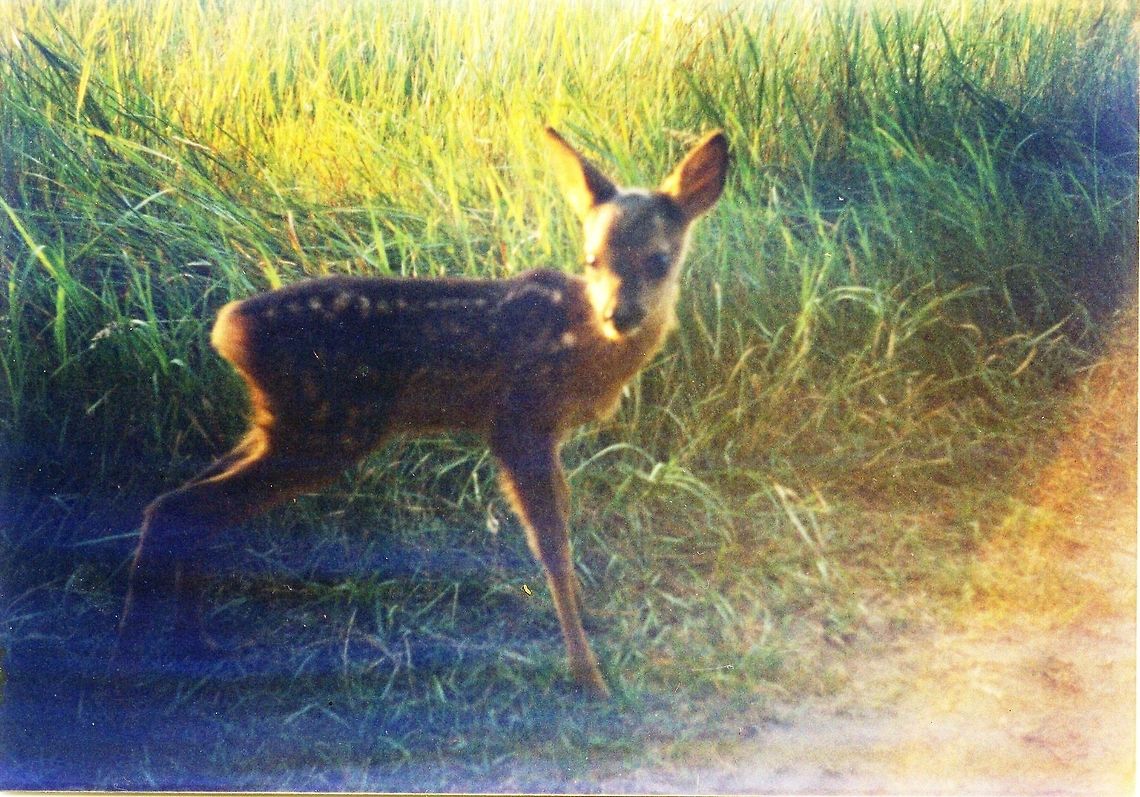 Deer Captured in Hungary. Dama dama,Fallow Deer
