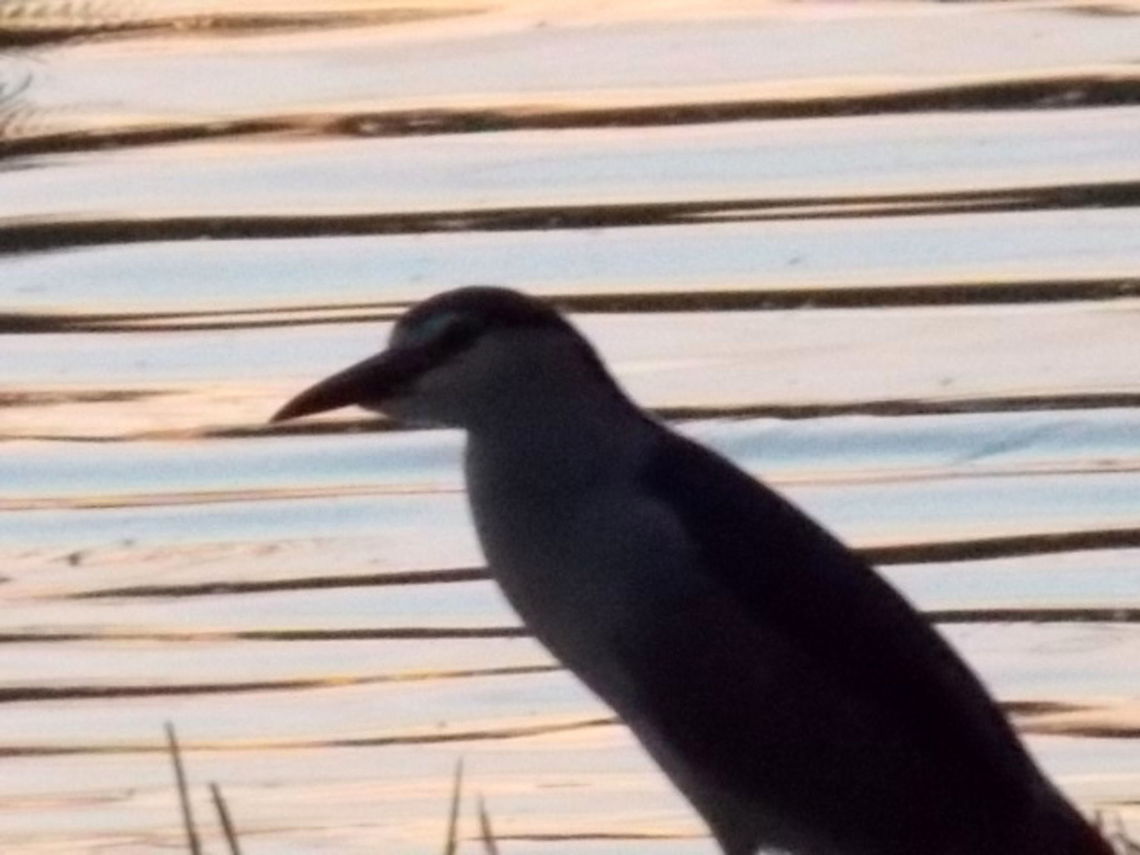 If I knew how I can get out from here... Captured near Baja, Hungary Black-crowned Night-Heron,Nycticorax nycticorax