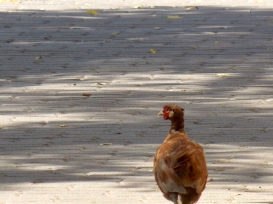 Phasant on the way Captured in Baja Hungary (city centre).