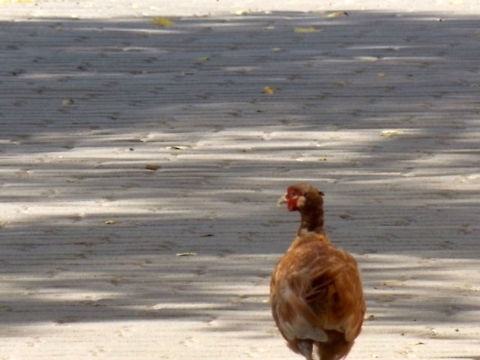 Phasant on the way Captured in Baja Hungary (city centre).