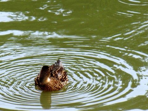 I always wanted to be in the focus. Captured in river Sugovitsa, Baja, Hungary. Anas platyrhynchos,Mallard