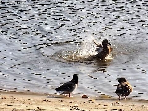 What a wanderful day! Captured in Baja, river Sugovitsa. Hungary. Anas platyrhynchos,Mallard