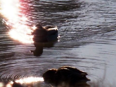 Do you want to come with me? Captured in river Danube, Baja, Hungary. Anas platyrhynchos,Mallard