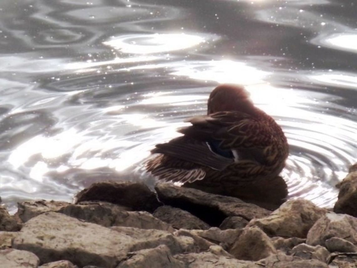 Let me dream a little bit. Captured in river Sugovitsa, Baja, Hungary. Anas platyrhynchos,Mallard