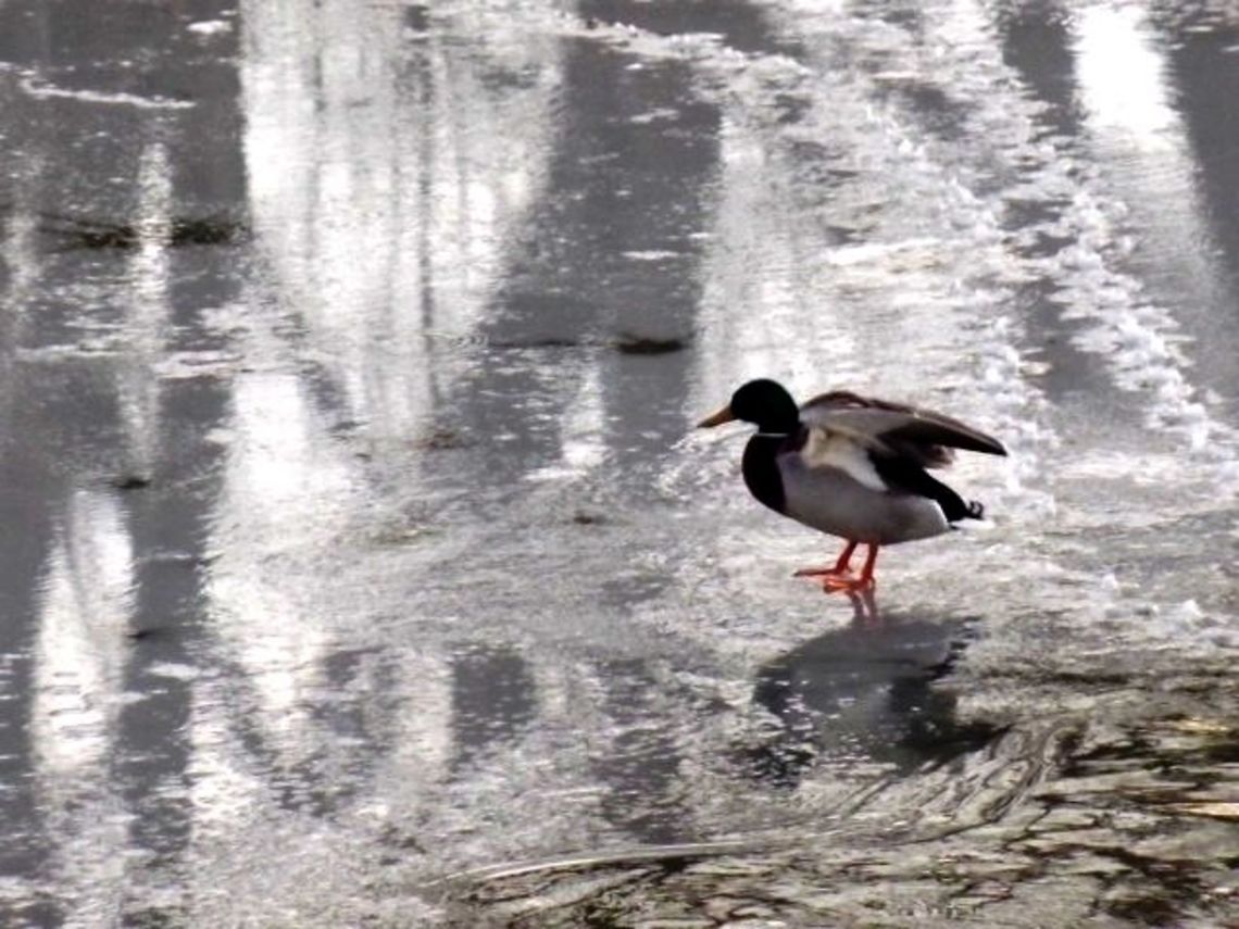 Everything is uncertain nowadays. Captured in river Sugovitsa, Baja, Hungary. Anas platyrhynchos,Mallard