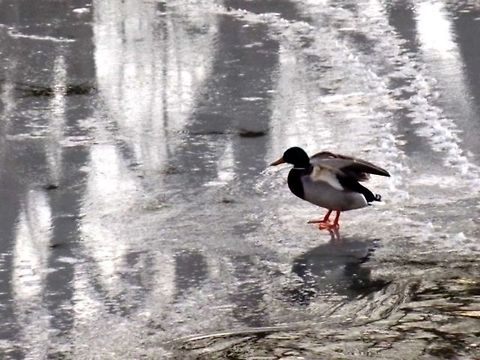 Everything is uncertain nowadays. Captured in river Sugovitsa, Baja, Hungary. Anas platyrhynchos,Mallard
