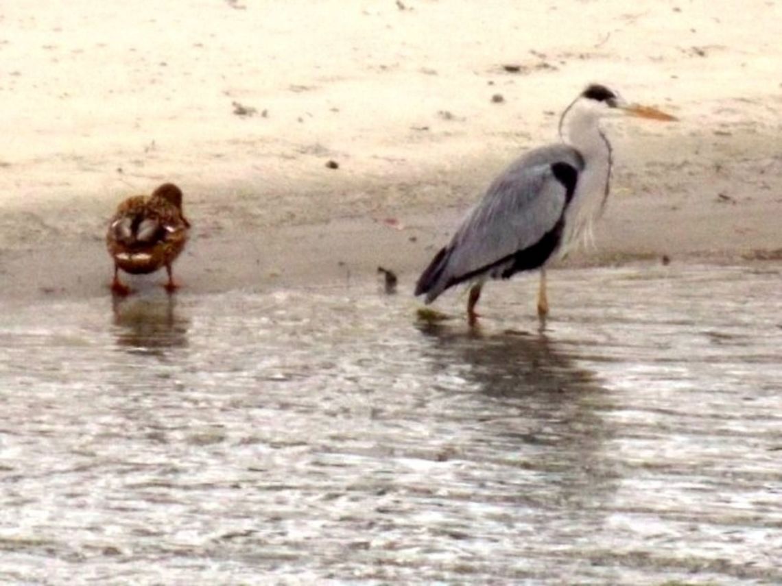 DSCN2637  Ardea cinerea,Grey Heron