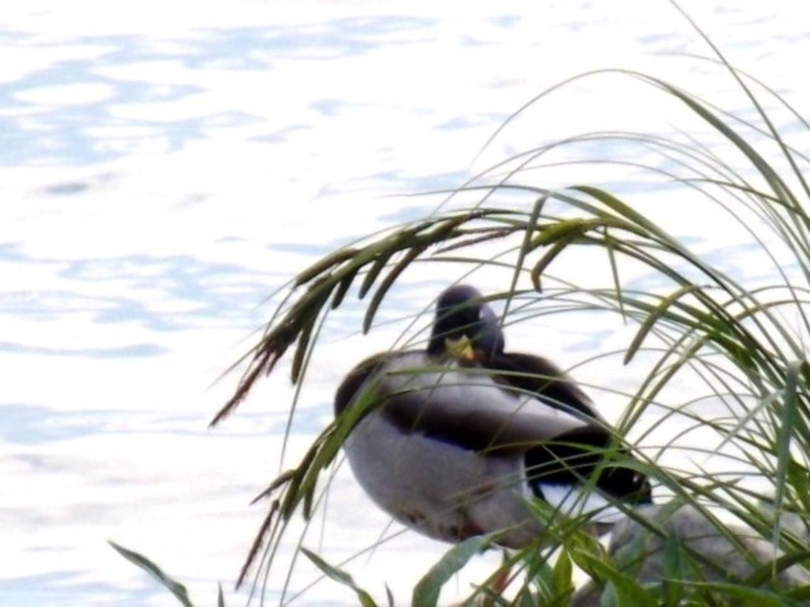 DSCN3000  Anas platyrhynchos,Mallard