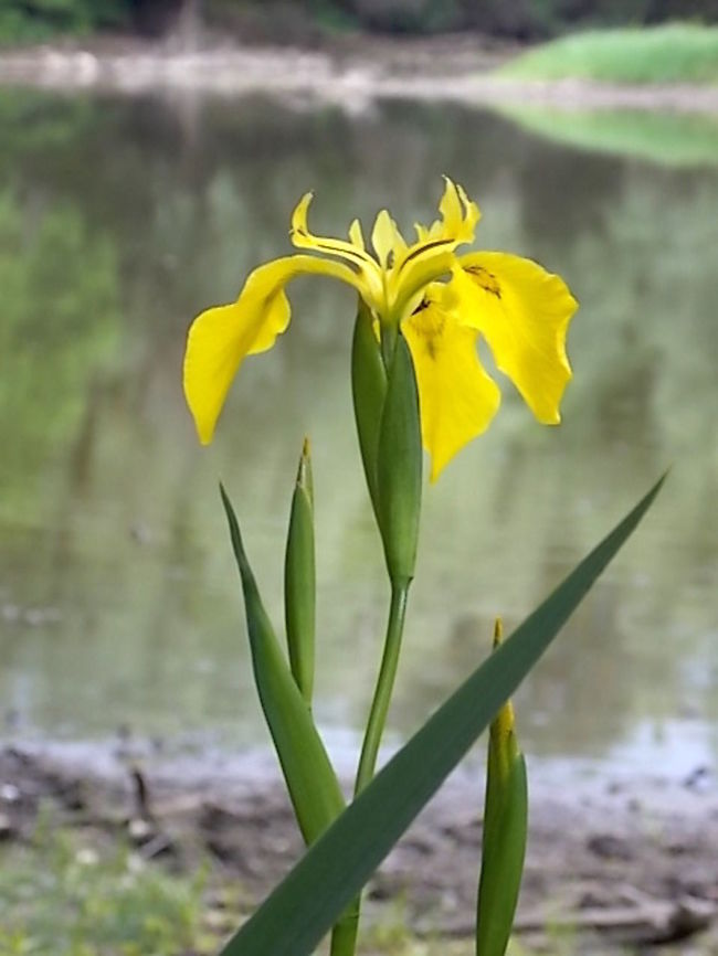 DSCN3631  Iris pseudacorus