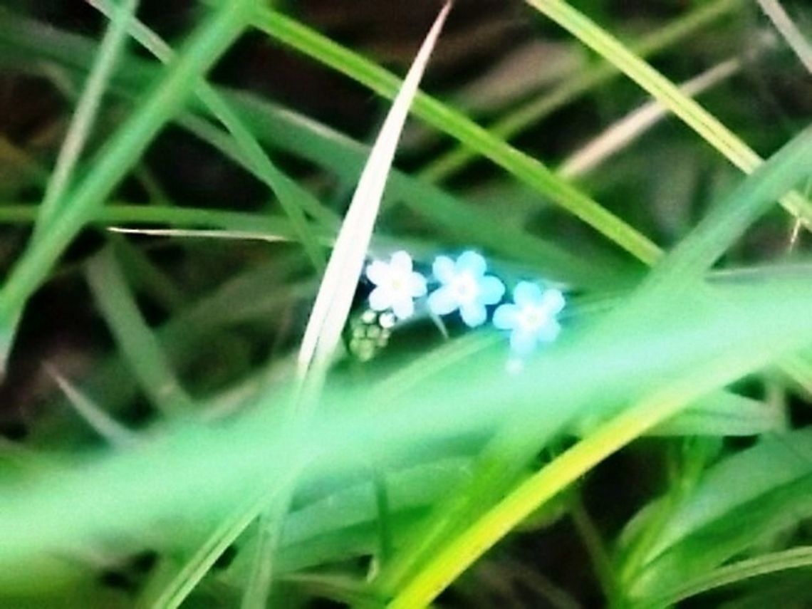 Forget-me-not