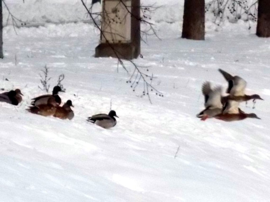 DSCN2603  Anas platyrhynchos,Mallard