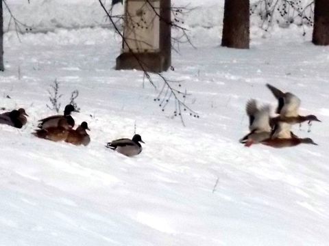 DSCN2603  Anas platyrhynchos,Mallard