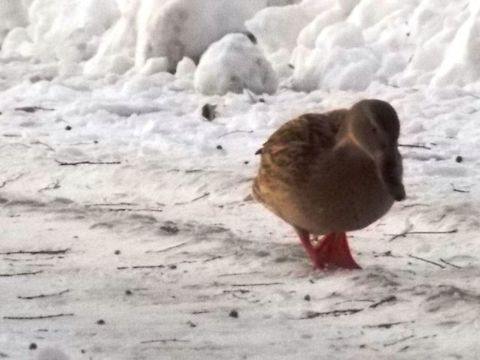 DSCN2556  Anas platyrhynchos,Mallard