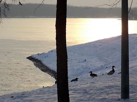 DSCN2564  Anas platyrhynchos,Mallard