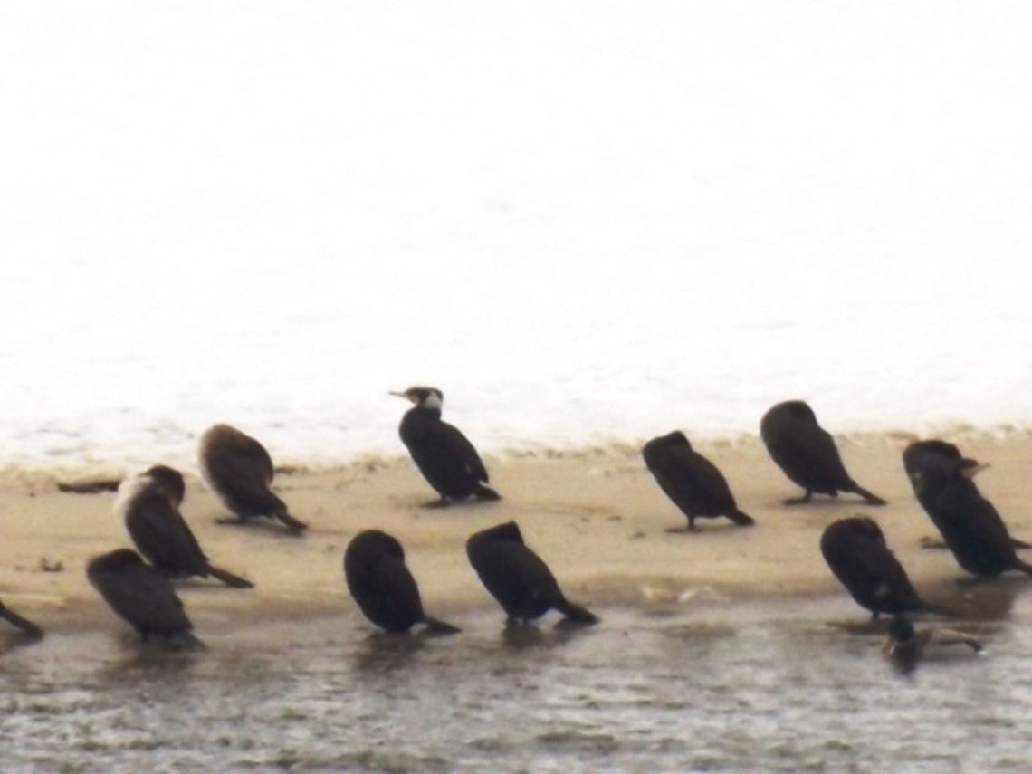 DSCN2642  Cormorant,Great Cormorant,Phalacrocorax carbo