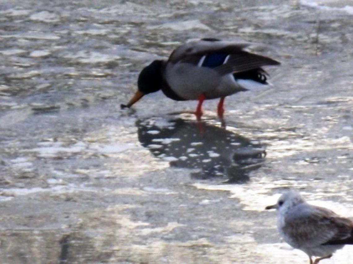 DSCN2532  Anas platyrhynchos,Mallard